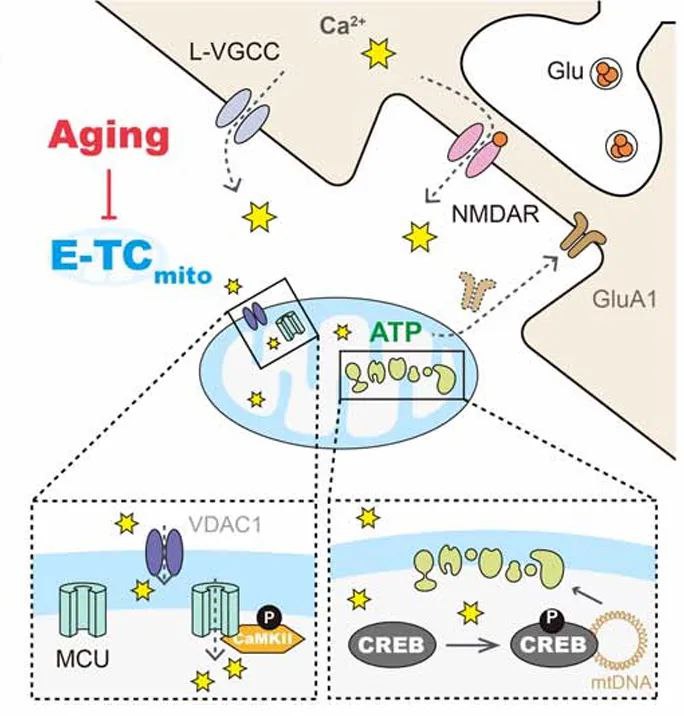 多思考，抗衰老！浙大团队《科学》解析大脑节能机制破译神经元活动和线粒体功能之间复杂的相互作用对于理解大脑衰老至关重要，这是一个以突触功能和线粒体功能下降为标志的多方面过程